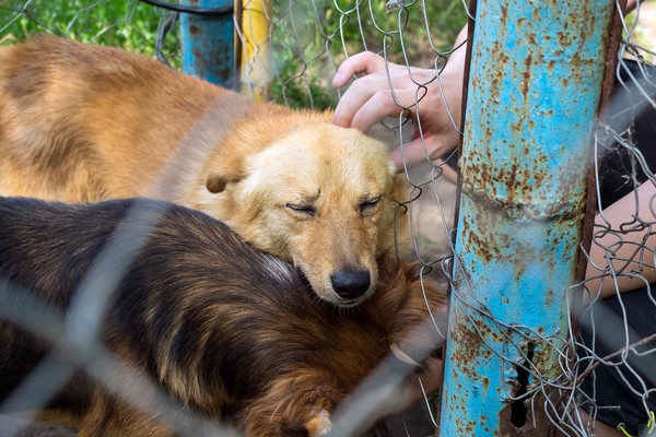 코로나19 거리두기 해제로 인해 유기되는 반려동물의 숫자가 급격하게 늘어나고 있다. (사진/이데일리 제공)
