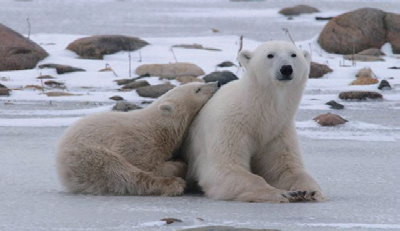 북극곰 (사진 / 아이클릭아트 제공)