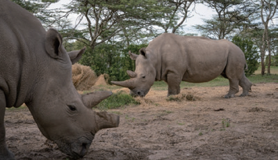 북부흰코뿔소(사진 / 조선비즈 제공)