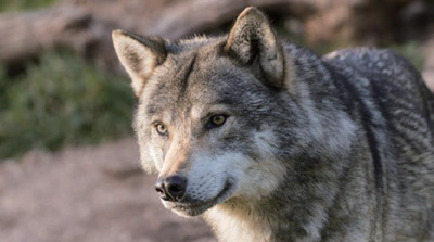 늑대(사진 / KBS 제공)