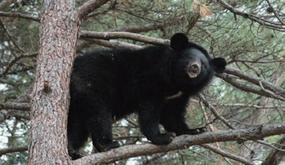반달가슴곰(사진 / 부산일보 제공)
