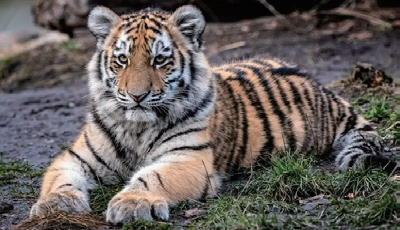 호랑이(사진 / 인사이트 제공)