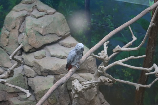 에코케어센터 내 회색앵무(사진 / 김승수 기자)