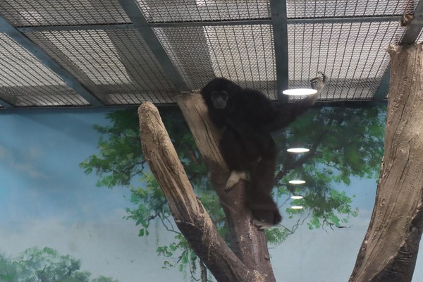 에코케어센터 내 긴팔원숭이(사진 / 김승수 기자)