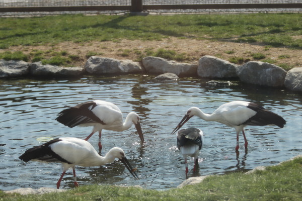 연못에서 미꾸라지 사냥 중인 황새들