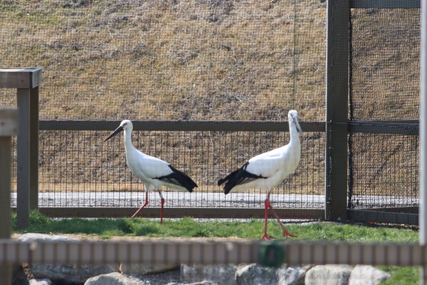 등지고 있는 황새들