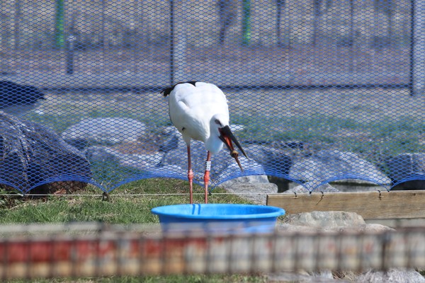 사육 중인 황새