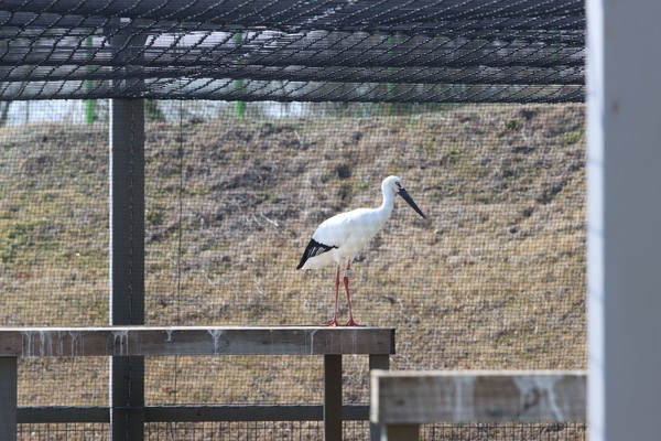 높은 곳에 있는 황새