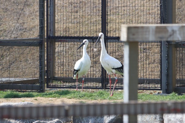 붙어 있는 황새들