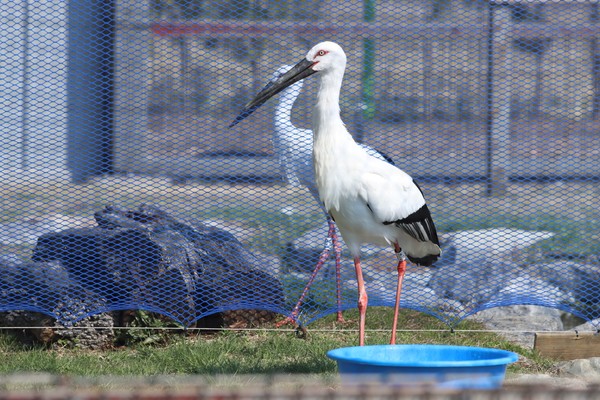 먼 곳을 바라보는 황새 (사진 / 김승훈 기자)