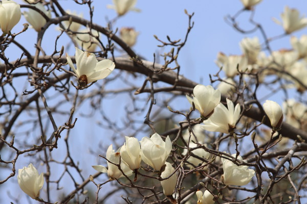 목련 (사진 / 서수연 기자)
