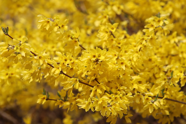 개나리 (사진 / 서수연 기자)