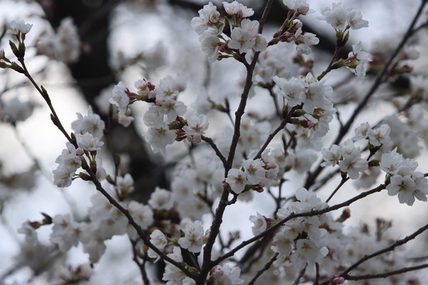 왕벚나무 (사진 / 서수연 기자)