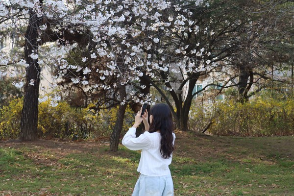 벚꽃 사진을 찍는 모습 (사진 / 서수연 기자)