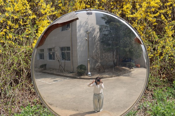 개나리와 함께 거울샷 (사진 / 서수연 기자)