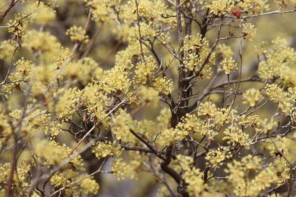 산수유 (사진 / 서수연 기자)