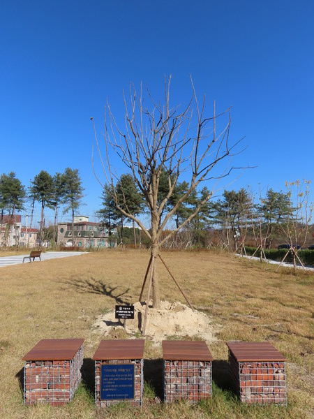 다감관 기념식수 (사진 / 최동인 기자)